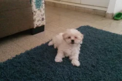 שטיח פרסי כחול