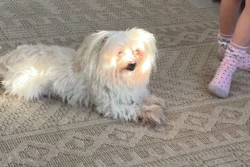 מלטזית ננסית