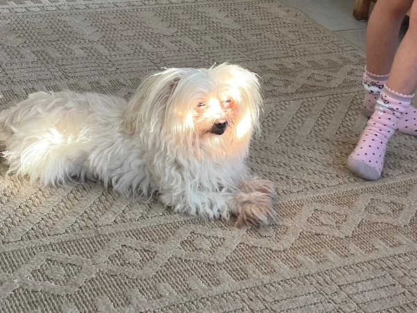 מלטזית ננסית