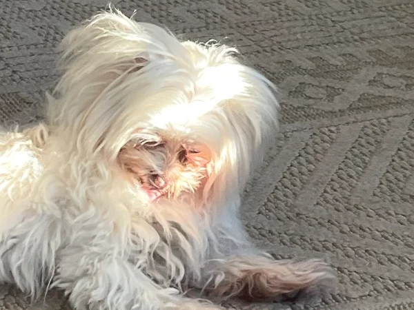 מלטזית ננסית – תמונה 2