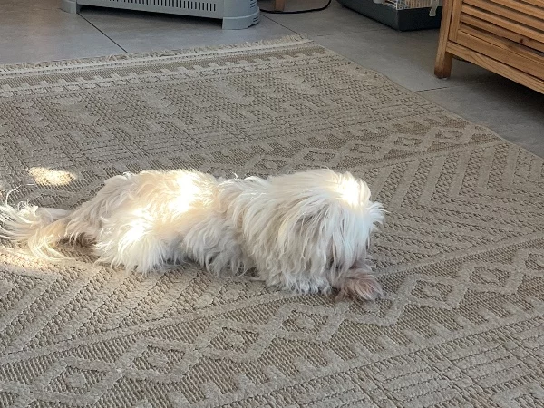 מלטזית ננסית – תמונה 3