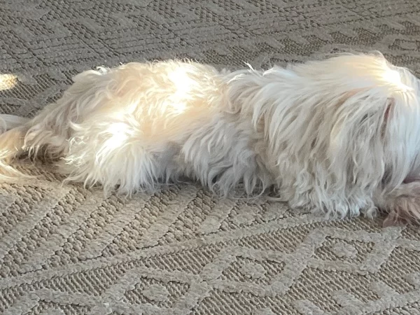 מלטזית ננסית – תמונה 4